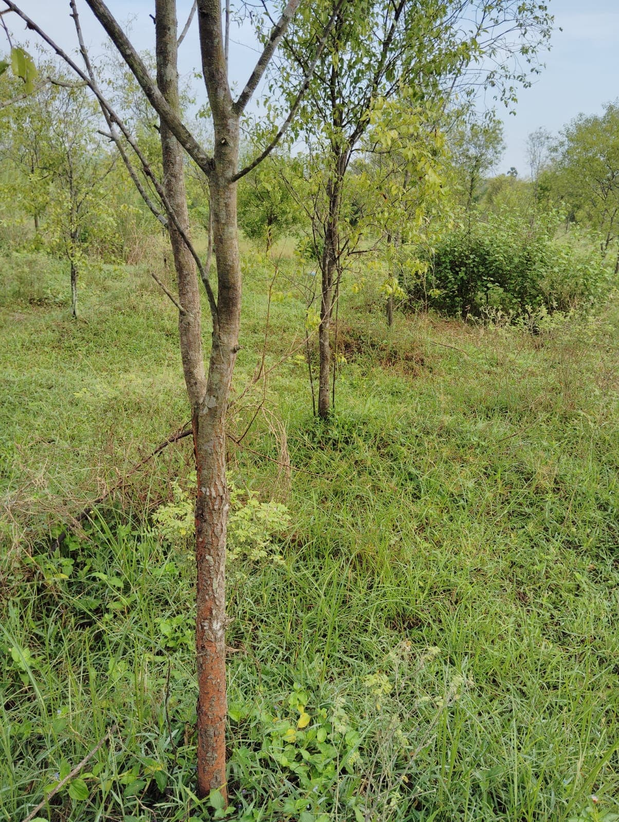 VMRDA Approved Plot for Sale with White Sandalwood Trees